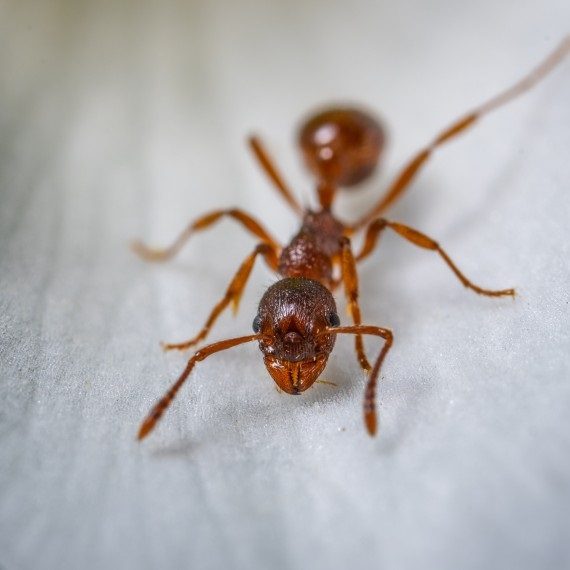 Field Ants, Pest Control in Swanley, Hextable, Crockenhill, BR8. Call Now! 020 8166 9746