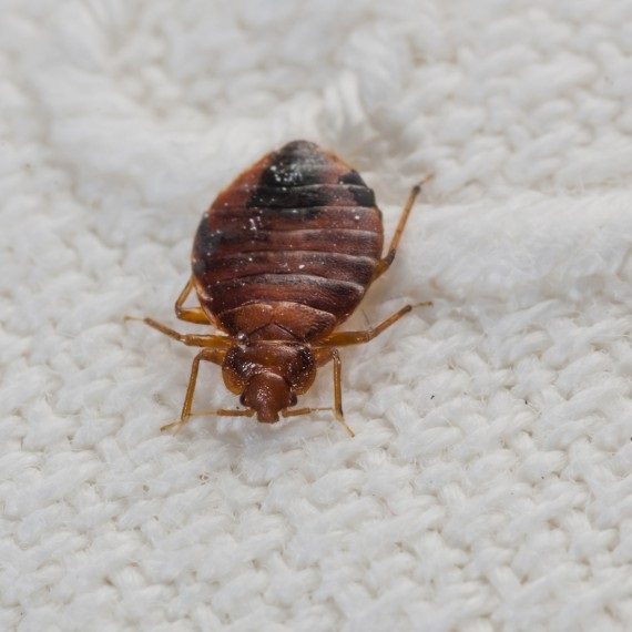 Bed Bugs, Pest Control in Swanley, Hextable, Crockenhill, BR8. Call Now! 020 8166 9746