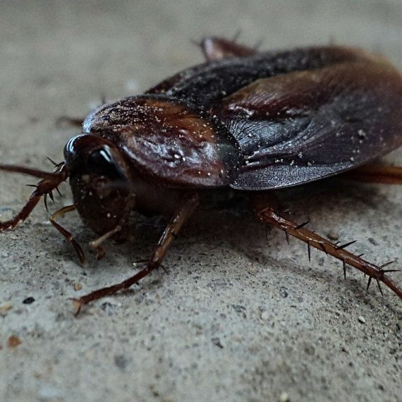 Cockroaches, Pest Control in Swanley, Hextable, Crockenhill, BR8. Call Now! 020 8166 9746