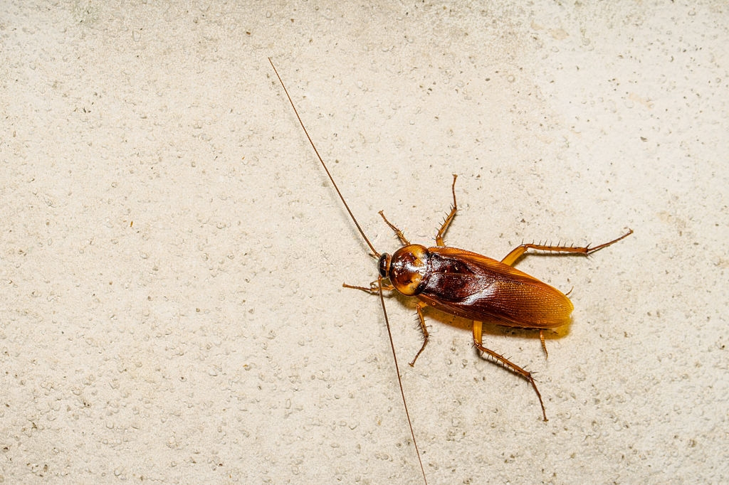 Cockroach Control, Pest Control in Swanley, Hextable, Crockenhill, BR8. Call Now 020 8166 9746