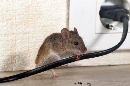 Pest Control in Swanley, Hextable, Crockenhill, BR8. Call Now! 020 8166 9746