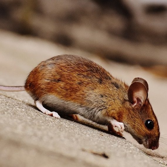 Mice, Pest Control in Swanley, Hextable, Crockenhill, BR8. Call Now! 020 8166 9746