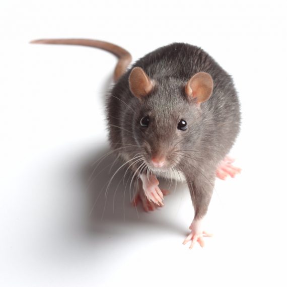 Rats, Pest Control in Swanley, Hextable, Crockenhill, BR8. Call Now! 020 8166 9746