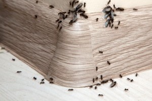 Ant Control, Pest Control in Swanley, Hextable, Crockenhill, BR8. Call Now 020 8166 9746