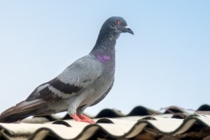 Pigeon Control, Pest Control in Swanley, Hextable, Crockenhill, BR8. Call Now 020 8166 9746