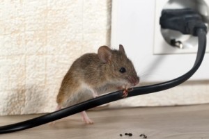 Mice Control, Pest Control in Swanley, Hextable, Crockenhill, BR8. Call Now 020 8166 9746