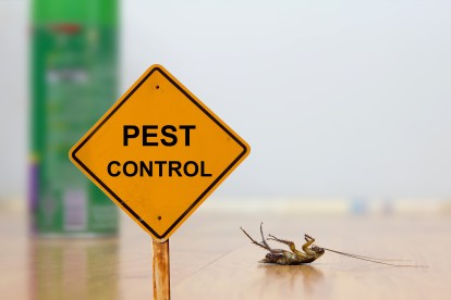 Pest Contol in Swanley, Hextable, Crockenhill, BR8. Call Now 020 8166 9746