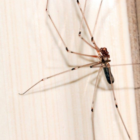 Spiders, Pest Control in Swanley, Hextable, Crockenhill, BR8. Call Now! 020 8166 9746