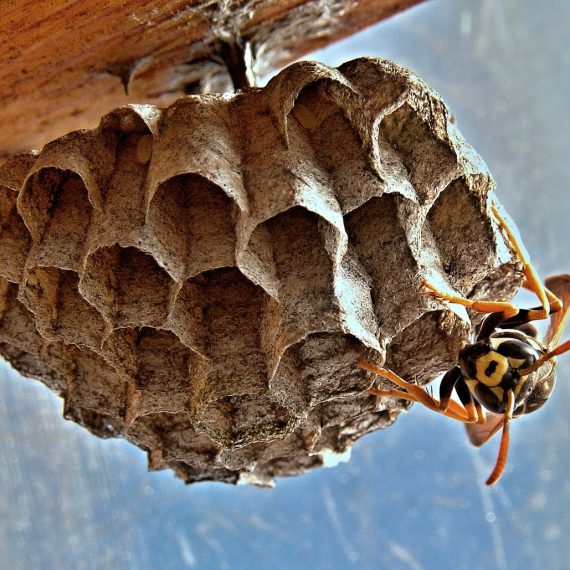 Wasps Nest, Pest Control in Swanley, Hextable, Crockenhill, BR8. Call Now! 020 8166 9746