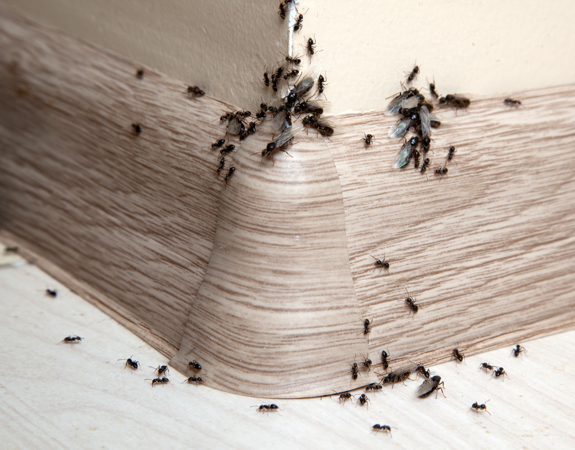 Ant Infestation, Pest Control in Swanley, Hextable, Crockenhill, BR8. Call Now 020 8166 9746