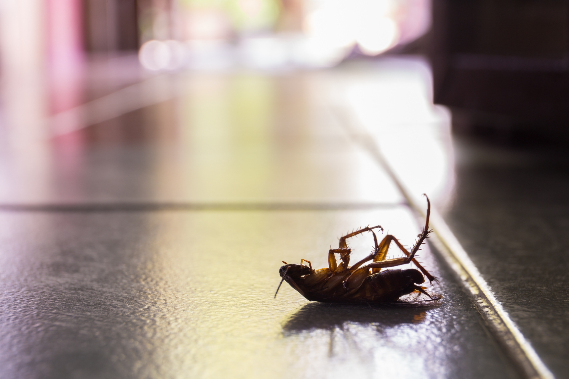Cockroach Control, Pest Control in Swanley, Hextable, Crockenhill, BR8. Call Now 020 8166 9746
