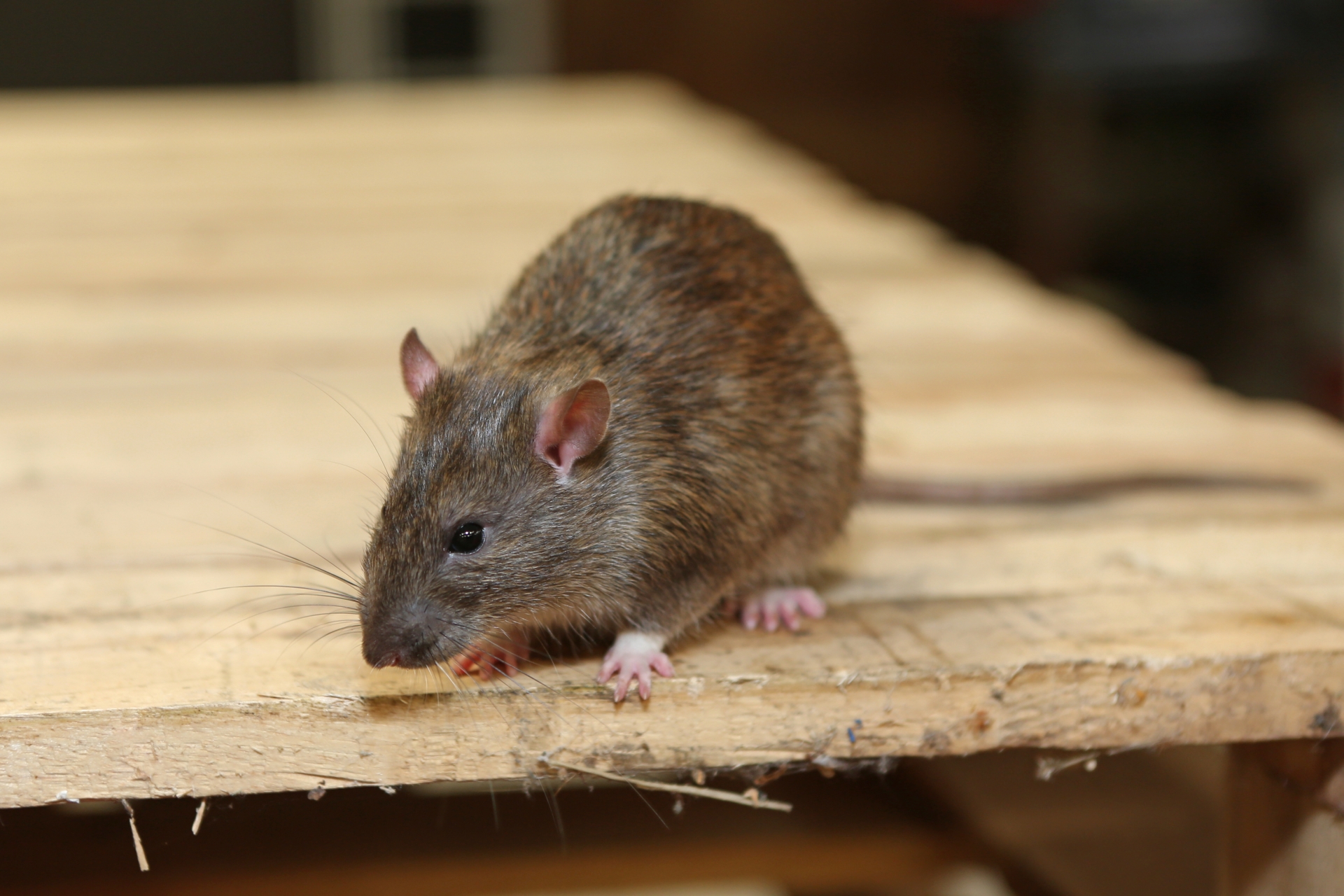 Rat Infestation, Pest Control in Swanley, Hextable, Crockenhill, BR8. Call Now 020 8166 9746