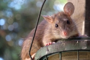 Rat extermination, Pest Control in Swanley, Hextable, Crockenhill, BR8. Call Now 020 8166 9746