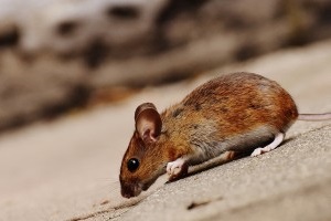 Mouse extermination, Pest Control in Swanley, Hextable, Crockenhill, BR8. Call Now 020 8166 9746